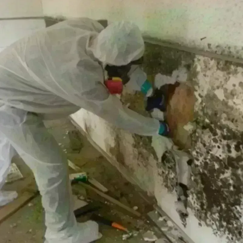 Mold Remediation and Removal in Scott County, AR